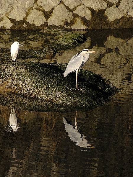 元月關西(九)‧奈良、宇治賞鳥(Nara & Uji)