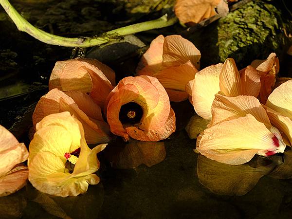 台灣‧墾丁(十四)‧機車巡遊(Kengting XIV)