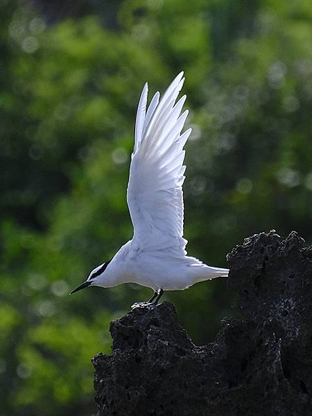 台灣‧墾丁(十五)‧生物觀察(Kengting XV) 台灣‧墾丁(十五)‧生物觀察(Kengting XV)