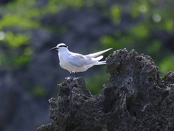 台灣‧墾丁(十五)‧生物觀察(Kengting XV) 台灣‧墾丁(十五)‧生物觀察(Kengting XV)