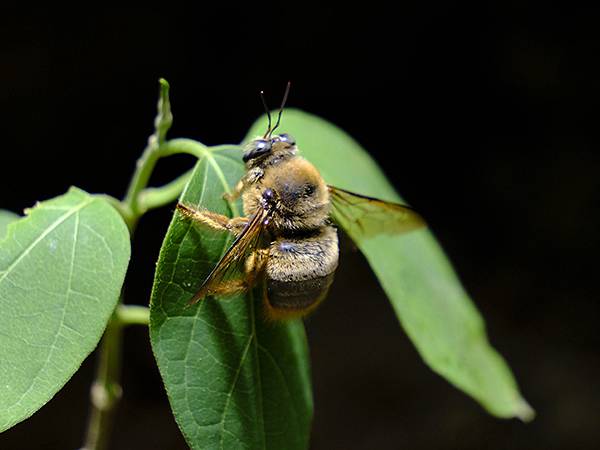 台灣‧墾丁(十五)‧生物觀察(Kengting XV) 台灣‧墾丁(十五)‧生物觀察(Kengting XV)