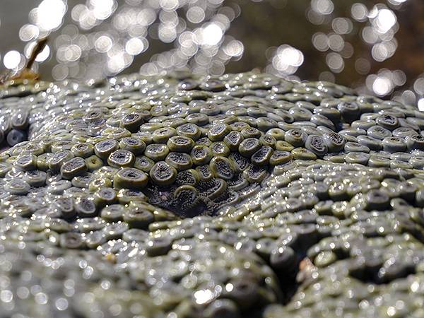 台灣‧墾丁(十五)‧生物觀察(Kengting XV) 台灣‧墾丁(十五)‧生物觀察(Kengting XV)