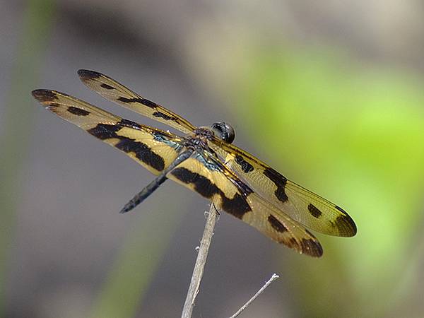 台灣‧墾丁(十五)‧生物觀察(Kengting XV) 台灣‧墾丁(十五)‧生物觀察(Kengting XV)