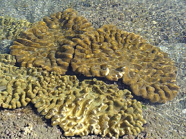 台灣‧墾丁(十五)‧生物觀察(Kengting XV) 台灣‧墾丁(十五)‧生物觀察(Kengting XV)