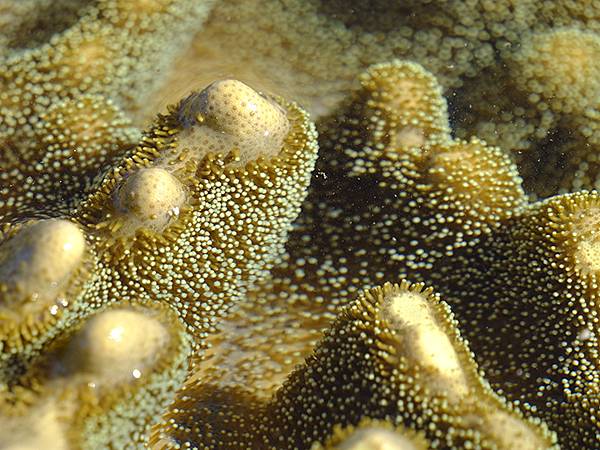 台灣‧墾丁(十五)‧生物觀察(Kengting XV) 台灣‧墾丁(十五)‧生物觀察(Kengting XV)