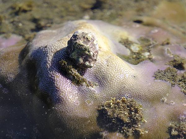 台灣‧墾丁(十五)‧生物觀察(Kengting XV) 台灣‧墾丁(十五)‧生物觀察(Kengting XV)