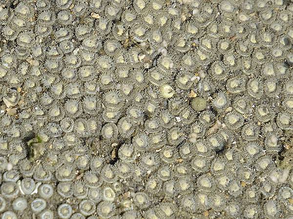 台灣‧墾丁(十五)‧生物觀察(Kengting XV) 台灣‧墾丁(十五)‧生物觀察(Kengting XV)