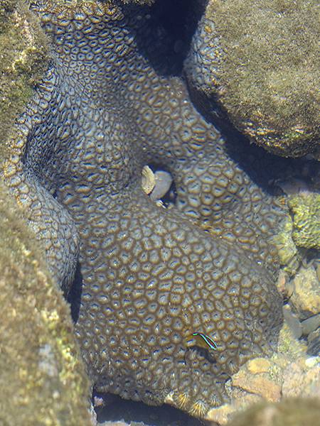 台灣‧墾丁(十五)‧生物觀察(Kengting XV) 台灣‧墾丁(十五)‧生物觀察(Kengting XV)