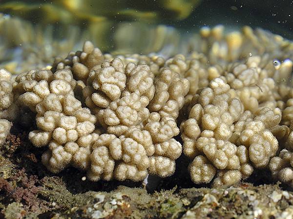 台灣‧墾丁(十五)‧生物觀察(Kengting XV) 台灣‧墾丁(十五)‧生物觀察(Kengting XV)