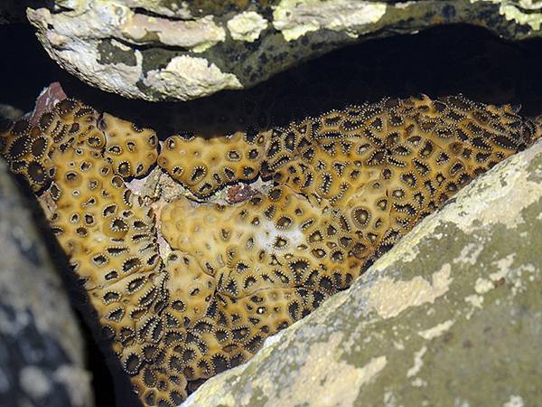 台灣‧墾丁(十五)‧生物觀察(Kengting XV) 台灣‧墾丁(十五)‧生物觀察(Kengting XV)