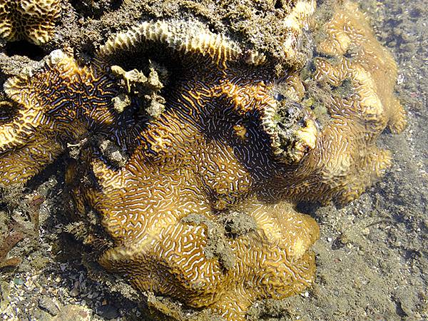 台灣‧墾丁(十五)‧生物觀察(Kengting XV) 台灣‧墾丁(十五)‧生物觀察(Kengting XV)