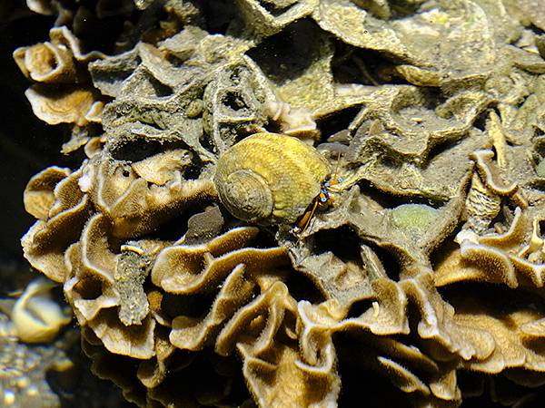 台灣‧墾丁(十五)‧生物觀察(Kengting XV) 台灣‧墾丁(十五)‧生物觀察(Kengting XV)