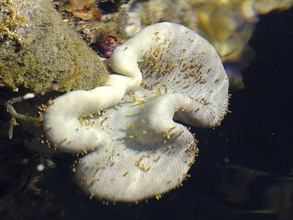 台灣‧墾丁(十五)‧生物觀察(Kengting XV) 台灣‧墾丁(十五)‧生物觀察(Kengting XV)