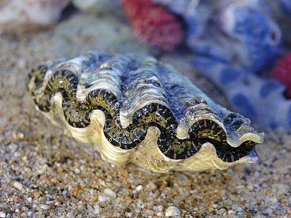 台灣‧墾丁(十五)‧生物觀察(Kengting XV) 台灣‧墾丁(十五)‧生物觀察(Kengting XV)