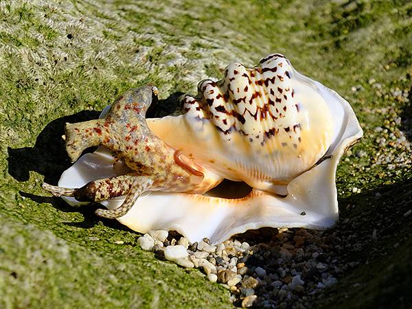 台灣‧墾丁(十五)‧生物觀察(Kengting XV) 台灣‧墾丁(十五)‧生物觀察(Kengting XV)