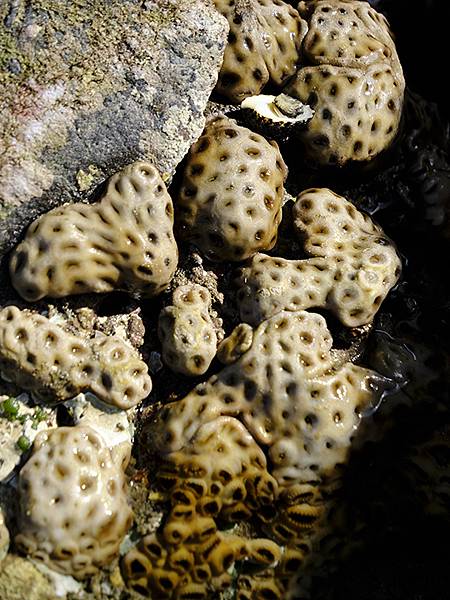 台灣‧墾丁(十五)‧生物觀察(Kengting XV) 台灣‧墾丁(十五)‧生物觀察(Kengting XV)