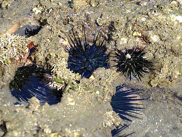 台灣‧墾丁(十五)‧生物觀察(Kengting XV) 台灣‧墾丁(十五)‧生物觀察(Kengting XV)