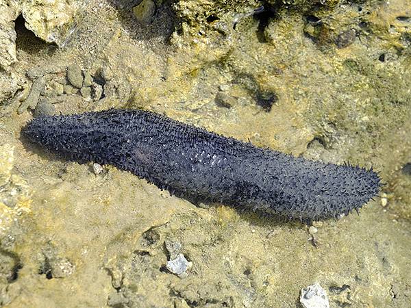 台灣‧墾丁(十五)‧生物觀察(Kengting XV) 台灣‧墾丁(十五)‧生物觀察(Kengting XV)