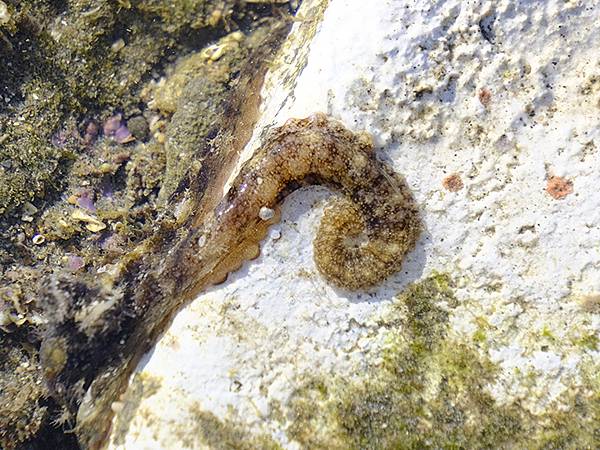 台灣‧墾丁(十五)‧生物觀察(Kengting XV) 台灣‧墾丁(十五)‧生物觀察(Kengting XV)