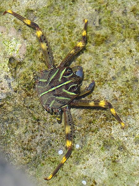 台灣‧墾丁(十五)‧生物觀察(Kengting XV) 台灣‧墾丁(十五)‧生物觀察(Kengting XV)