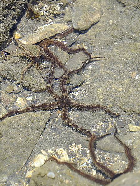 台灣‧墾丁(十五)‧生物觀察(Kengting XV) 台灣‧墾丁(十五)‧生物觀察(Kengting XV)