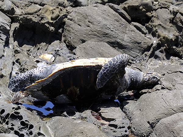 台灣‧墾丁(十五)‧生物觀察(Kengting XV) 台灣‧墾丁(十五)‧生物觀察(Kengting XV)