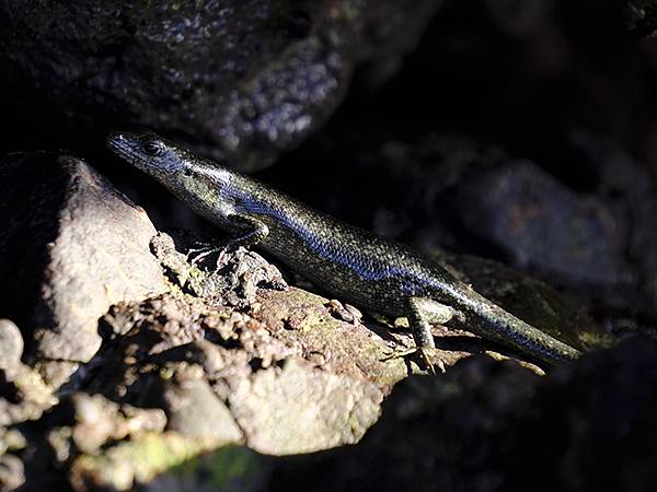 台灣‧墾丁(十五)‧生物觀察(Kengting XV) 台灣‧墾丁(十五)‧生物觀察(Kengting XV)