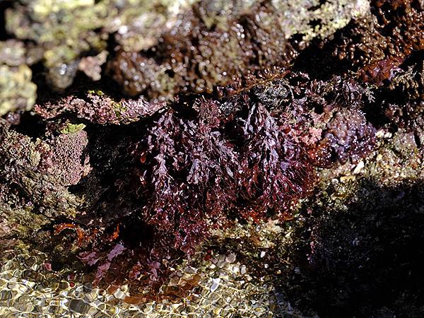 台灣‧墾丁(十五)‧生物觀察(Kengting XV) 台灣‧墾丁(十五)‧生物觀察(Kengting XV)