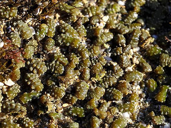 台灣‧墾丁(十五)‧生物觀察(Kengting XV) 台灣‧墾丁(十五)‧生物觀察(Kengting XV)