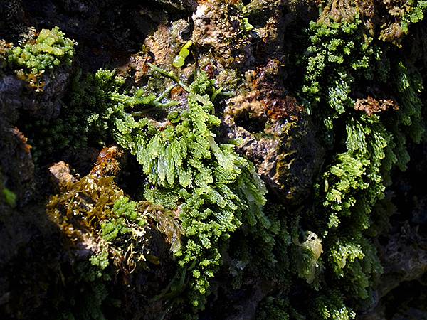 台灣‧墾丁(十五)‧生物觀察(Kengting XV) 台灣‧墾丁(十五)‧生物觀察(Kengting XV)