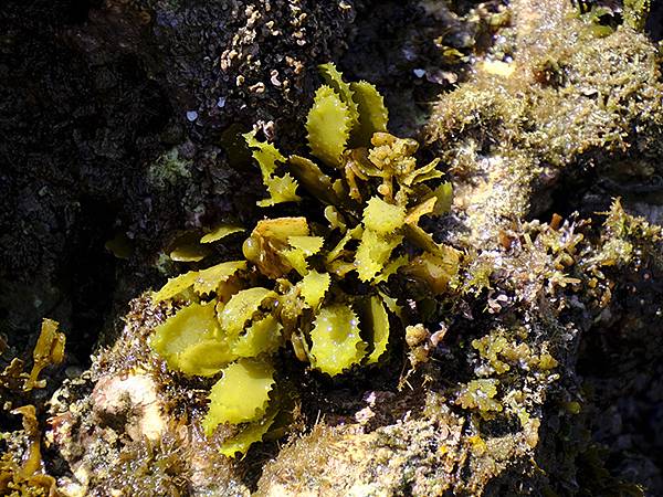 台灣‧墾丁(十五)‧生物觀察(Kengting XV) 台灣‧墾丁(十五)‧生物觀察(Kengting XV)