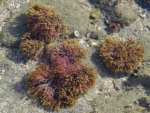 台灣‧墾丁(十五)‧生物觀察(Kengting XV) 台灣‧墾丁(十五)‧生物觀察(Kengting XV)