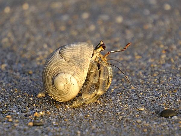 台灣‧墾丁(十五)‧生物觀察(Kengting XV) 台灣‧墾丁(十五)‧生物觀察(Kengting XV)