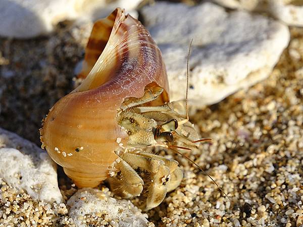 台灣‧墾丁(十五)‧生物觀察(Kengting XV) 台灣‧墾丁(十五)‧生物觀察(Kengting XV)