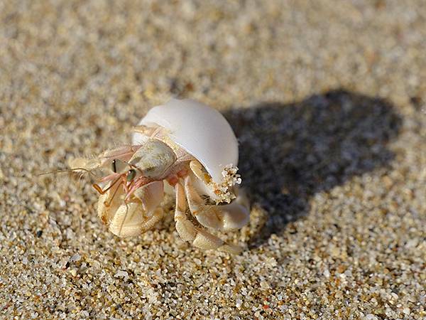 台灣‧墾丁(十五)‧生物觀察(Kengting XV) 台灣‧墾丁(十五)‧生物觀察(Kengting XV)