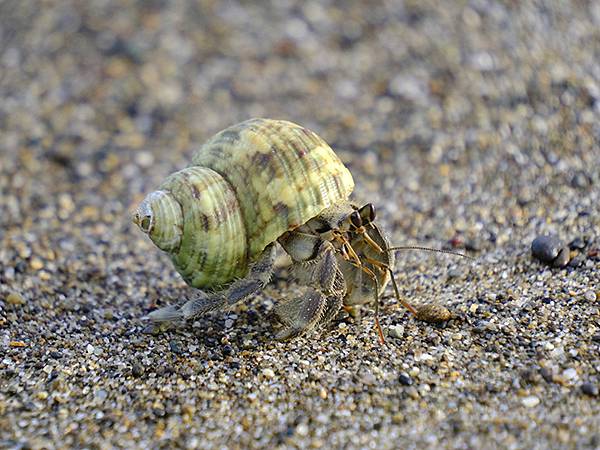 台灣‧墾丁(十五)‧生物觀察(Kengting XV) 台灣‧墾丁(十五)‧生物觀察(Kengting XV)