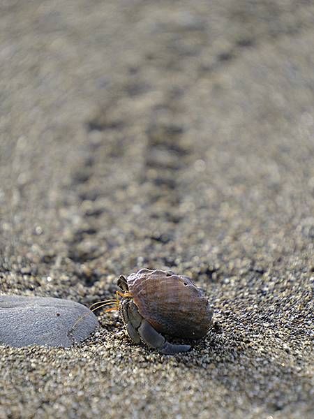 台灣‧墾丁(十五)‧生物觀察(Kengting XV) 台灣‧墾丁(十五)‧生物觀察(Kengting XV)