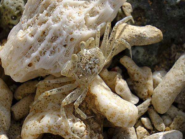 台灣‧墾丁(十五)‧生物觀察(Kengting XV) 台灣‧墾丁(十五)‧生物觀察(Kengting XV)