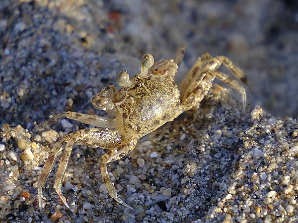 台灣‧墾丁(十五)‧生物觀察(Kengting XV) 台灣‧墾丁(十五)‧生物觀察(Kengting XV)