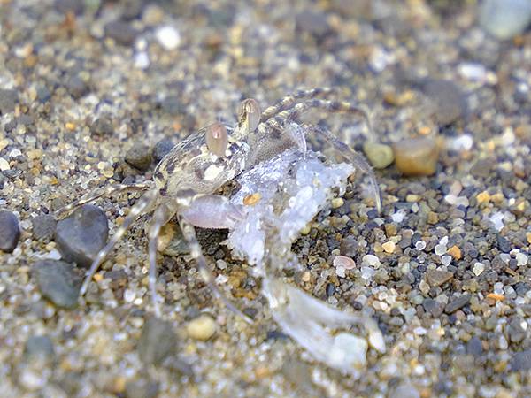 台灣‧墾丁(十五)‧生物觀察(Kengting XV) 台灣‧墾丁(十五)‧生物觀察(Kengting XV)