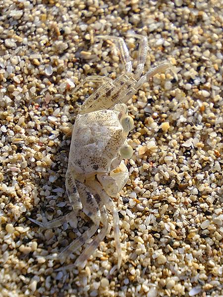 台灣‧墾丁(十五)‧生物觀察(Kengting XV) 台灣‧墾丁(十五)‧生物觀察(Kengting XV)