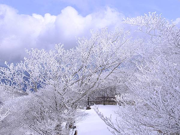 日本‧御在所岳的樹冰(Mount Gozaisho)