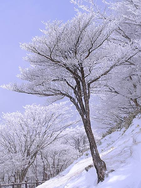 日本‧御在所岳的樹冰(Mount Gozaisho)