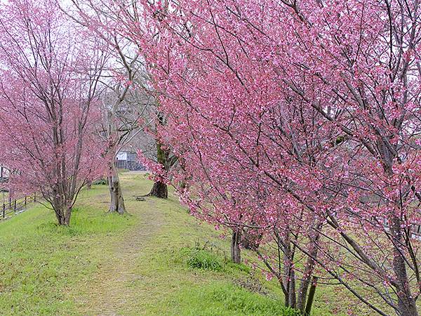 日本‧郡山城跡和金魚(Koriyama)