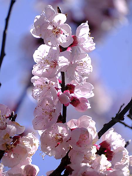 日本‧大阪‧大仙公園(Osaka Daisen Park)