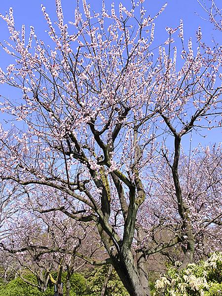 日本‧大阪‧大仙公園(Osaka Daisen Park)