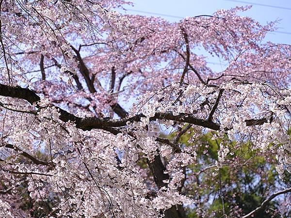 日本‧大阪‧大仙公園(Osaka Daisen Park)