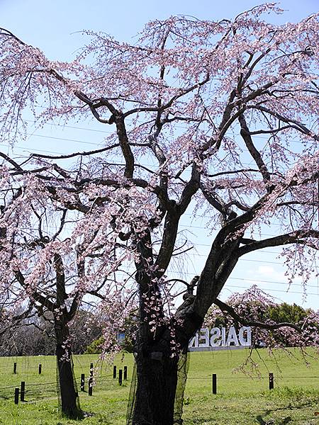 日本‧大阪‧大仙公園(Osaka Daisen Park)