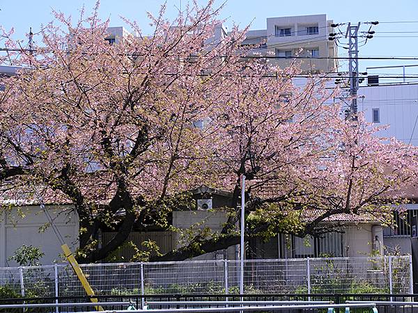 日本‧大阪‧大仙公園(Osaka Daisen Park)