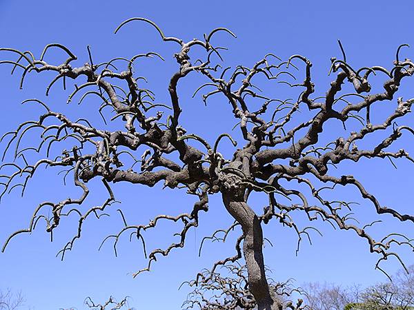 日本‧大阪‧長居植物園(Osaka Nagai Botani